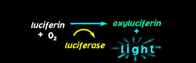 Afbeeldingsresultaat voor luciferin luciferase