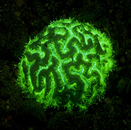 Why Do Bioluminescent Organisms Mainly Produce Blue Green Light 35